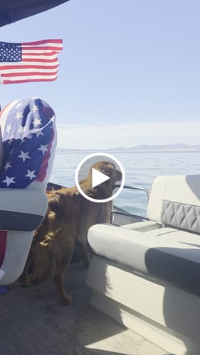 Customer video review of American Flag by Veronica P.
