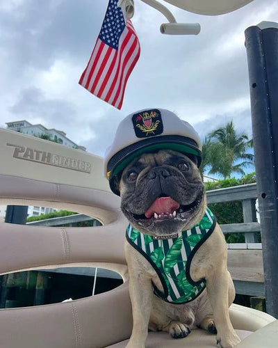 A pug in a captain's hat sitting on a boat seat under an American flag